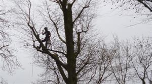 Arborist working in Devon - credit: Flickr/ Lasting Spring (CC by 2.0)